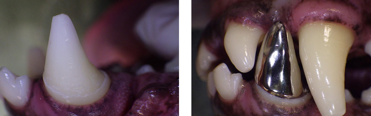 Prosthodontics/Restorative Dentistry