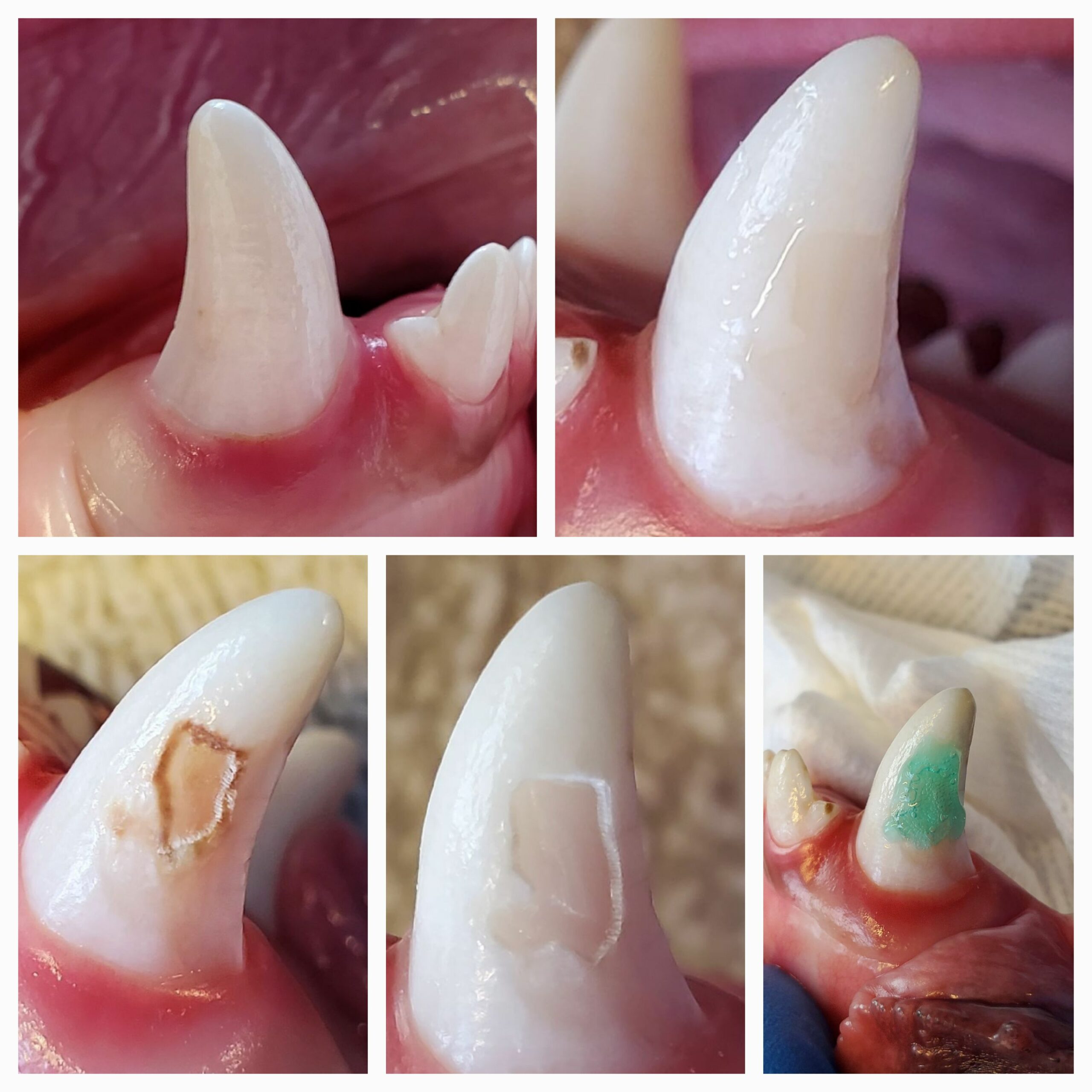 Prosthodontics/Restorative Dentist